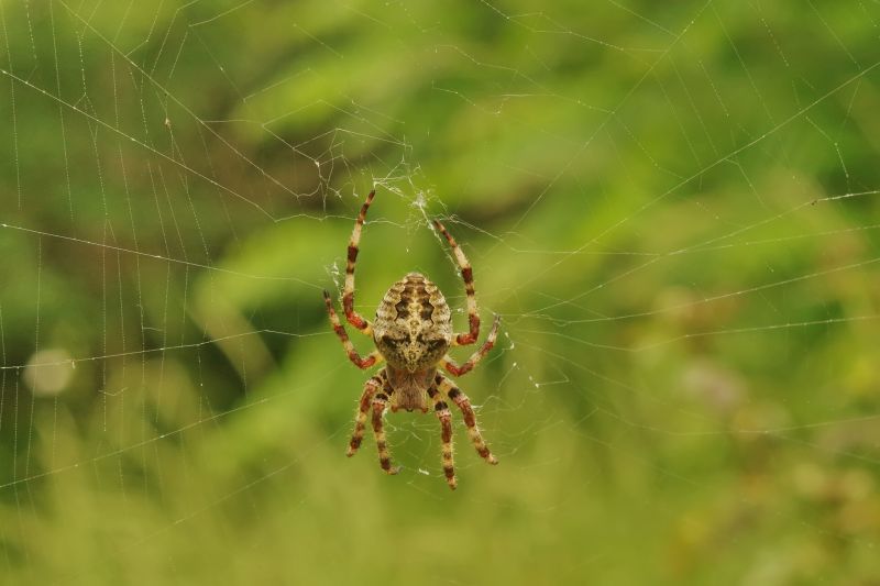 Common Spiders Extermination in New Braunfels, TX