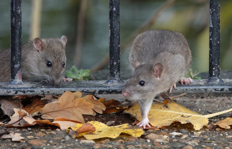 Rat Fumigation Service in Coeur D Alene, ID