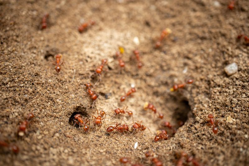 Red Ant Extermination in Arlington, TX