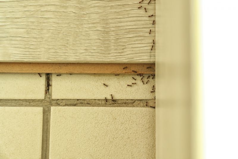 Black Ant Extermination in Denton, TX