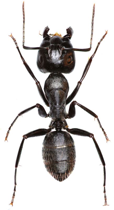 Black Ant Extermination in Katy, TX