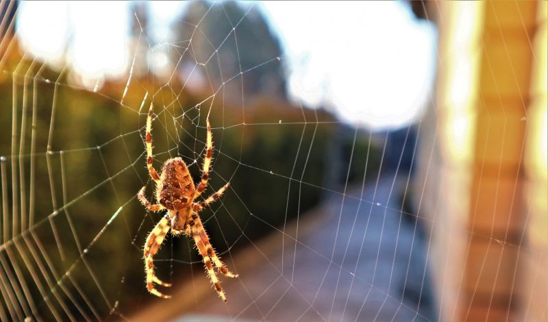 Common Spiders Extermination in Frisco, TX