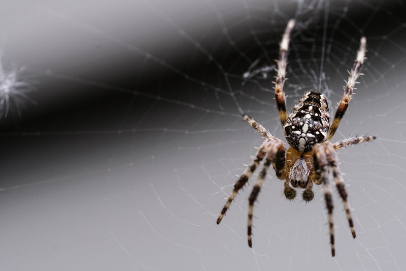 Common Spiders Extermination in Fort Worth, TX