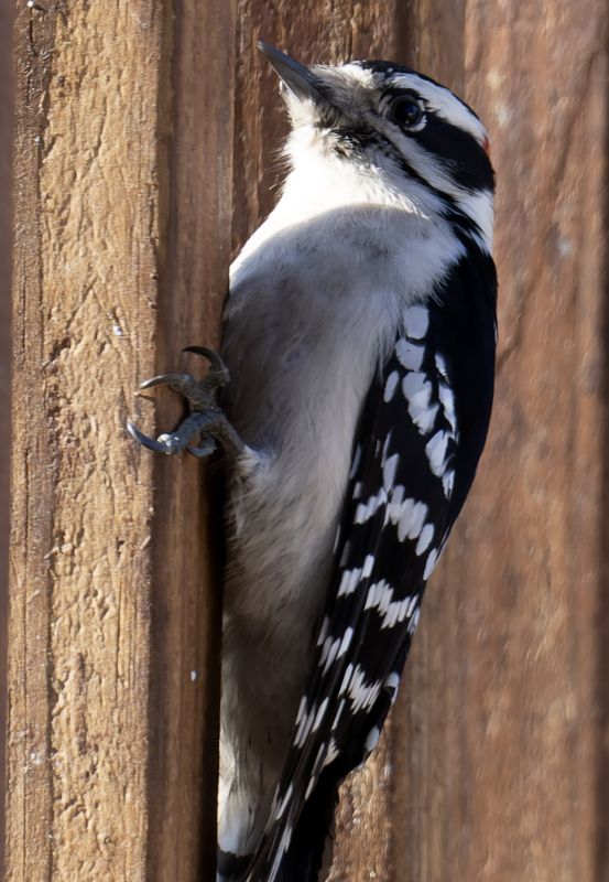 Cost of Woodpecker Control — Cost of Woodpecker Control
