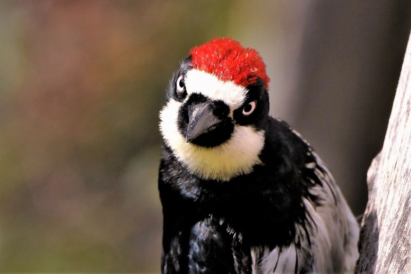 Cost of Woodpecker Control — Cost of Woodpecker Control
