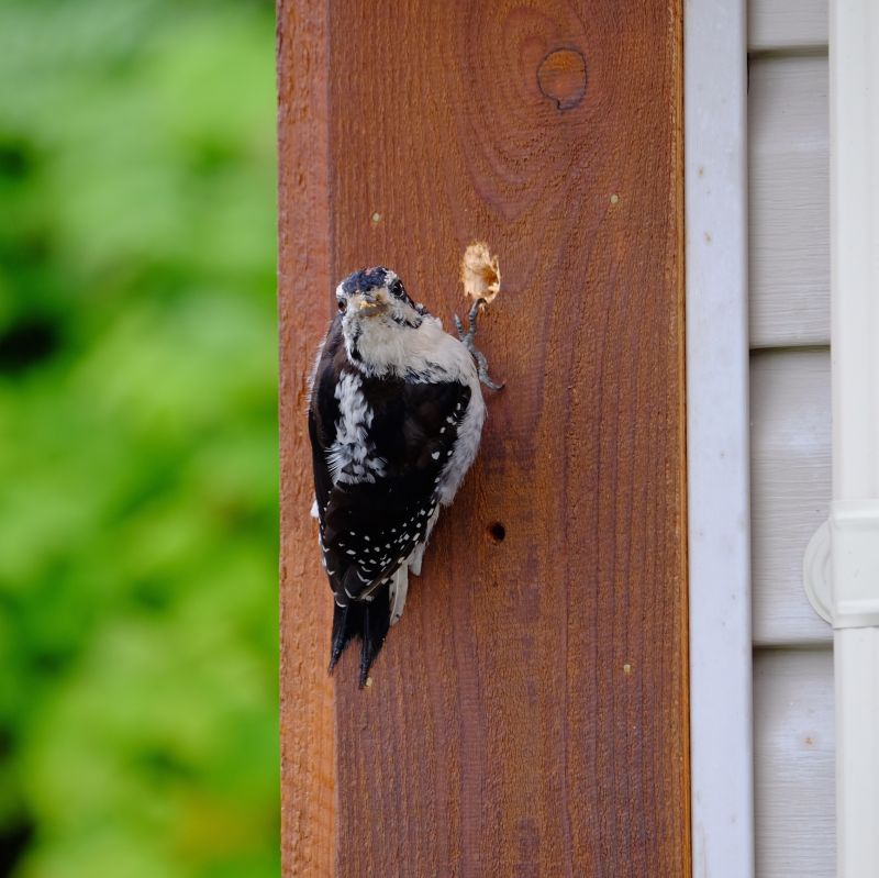 Cost of Woodpecker Control — Cost of Woodpecker Control