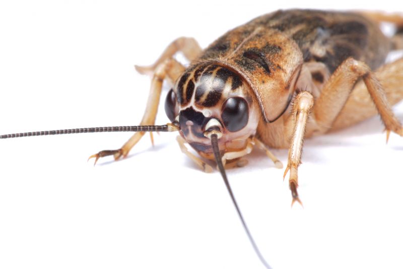 Cricket Control Service in Fort Worth, TX