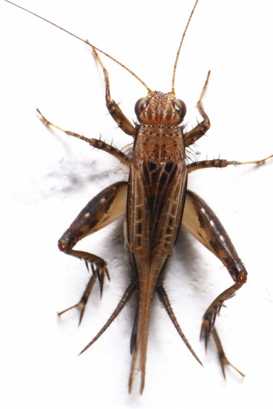 Cricket Prevention in New Braunfels, TX
