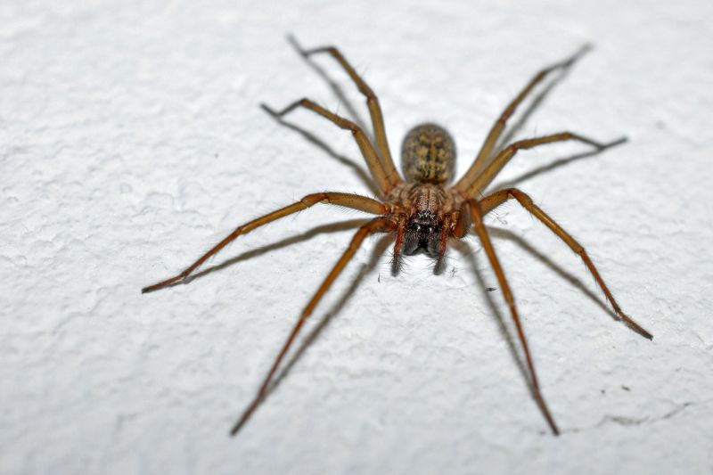 Cross Spider Extermination in Denton, TX