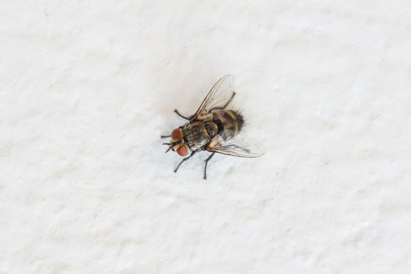 Fly Extermination in Denton, TX