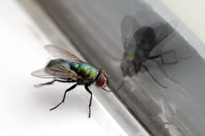 Fly Extermination in Fort Worth, TX