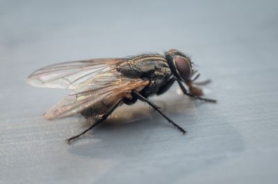 Fruit Fly Extermination in Denton, TX
