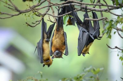 Health Risks Associated With Birds And Bats On Your Property