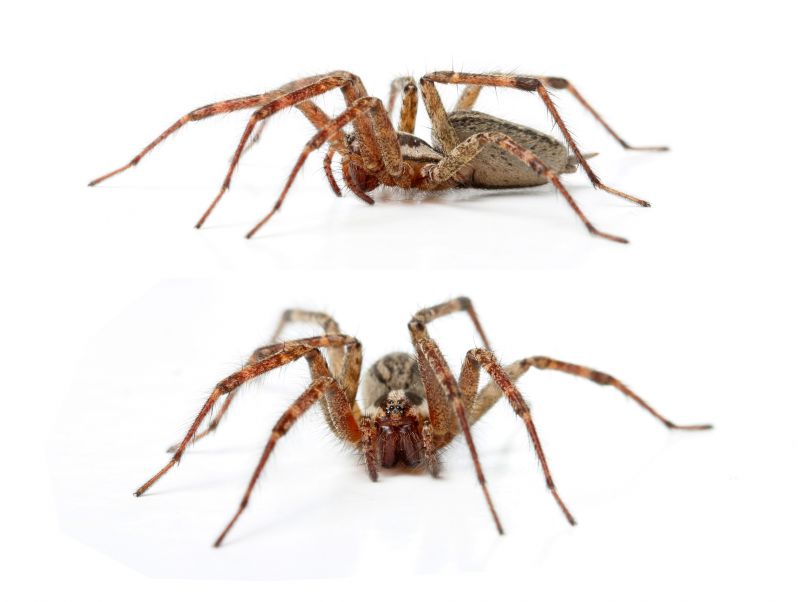 Hobo Spider Extermination in Rockwall, TX