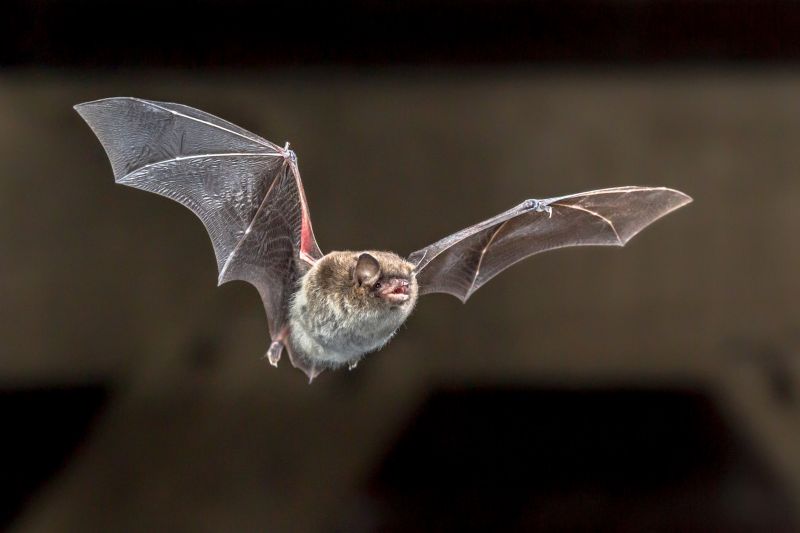 How Birds And Bats Impact Commercial Buildings And Facilities