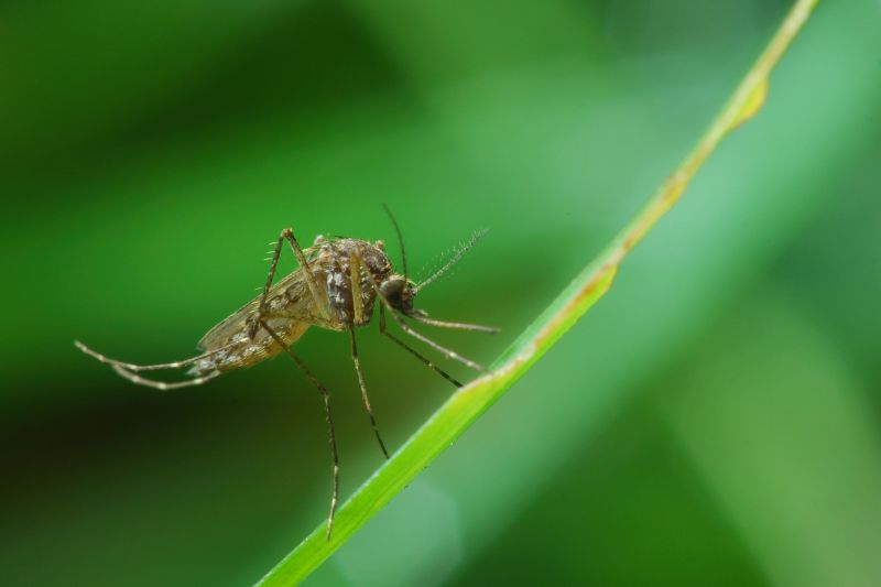 Mosquito Control Service in Rockwall, TX