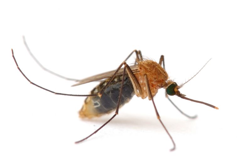 Mosquito Control Service in Arlington, TX