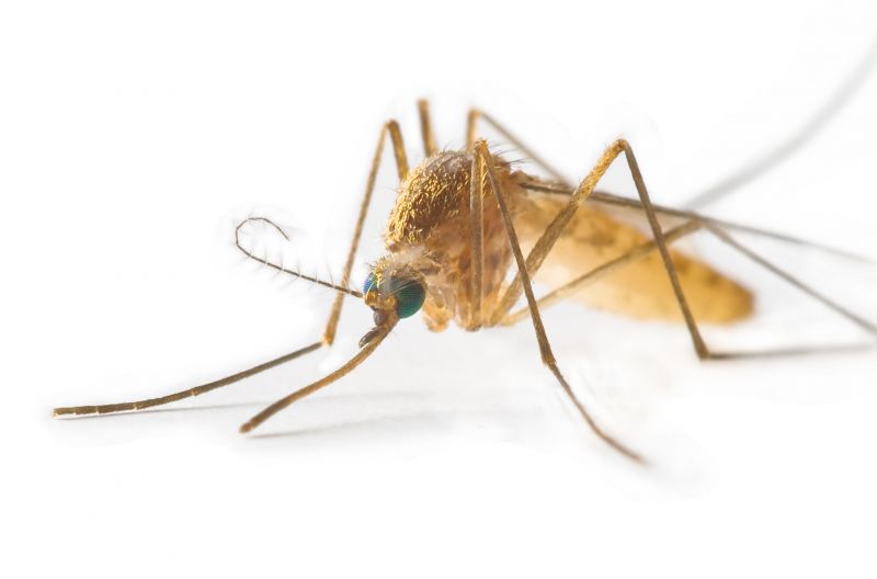 Mosquitoes Pest Control in Denton, TX