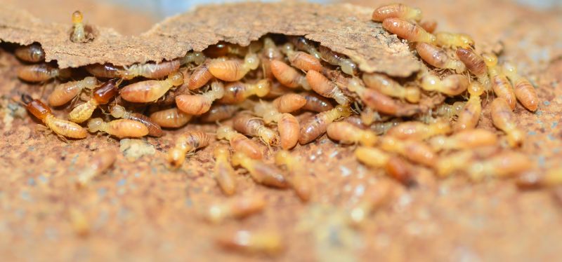 Termite Prevention in Frisco, TX