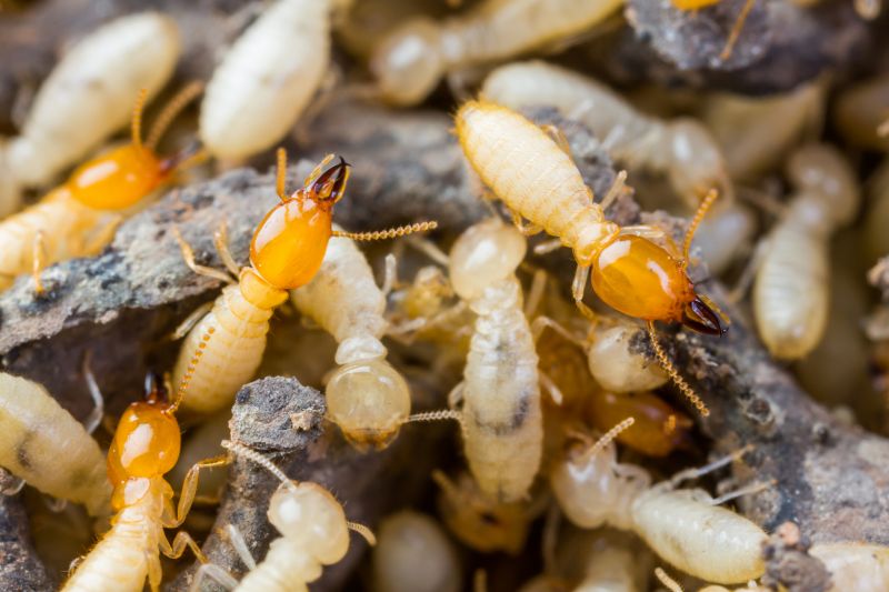 Termite Tenting in Coeur D Alene, ID