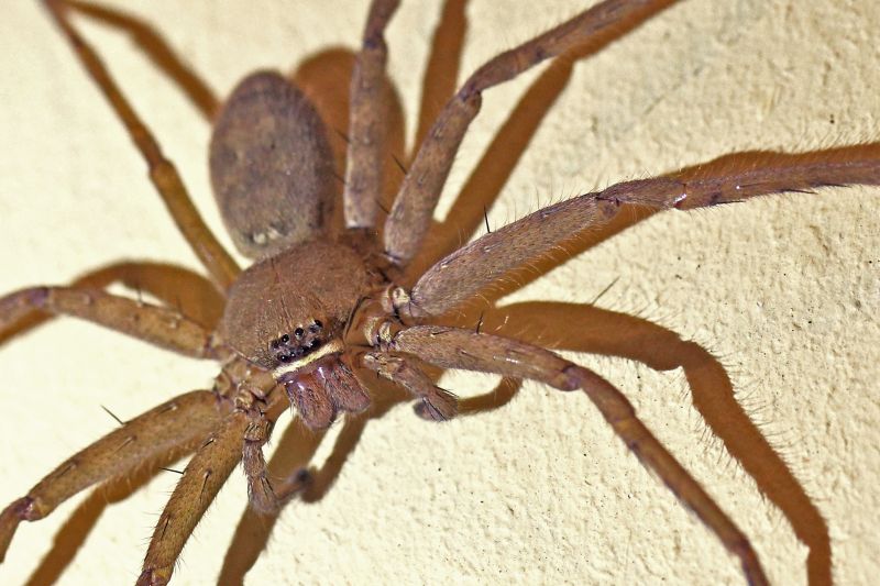 Trapdoor Spider Removal in Mckinney, TX