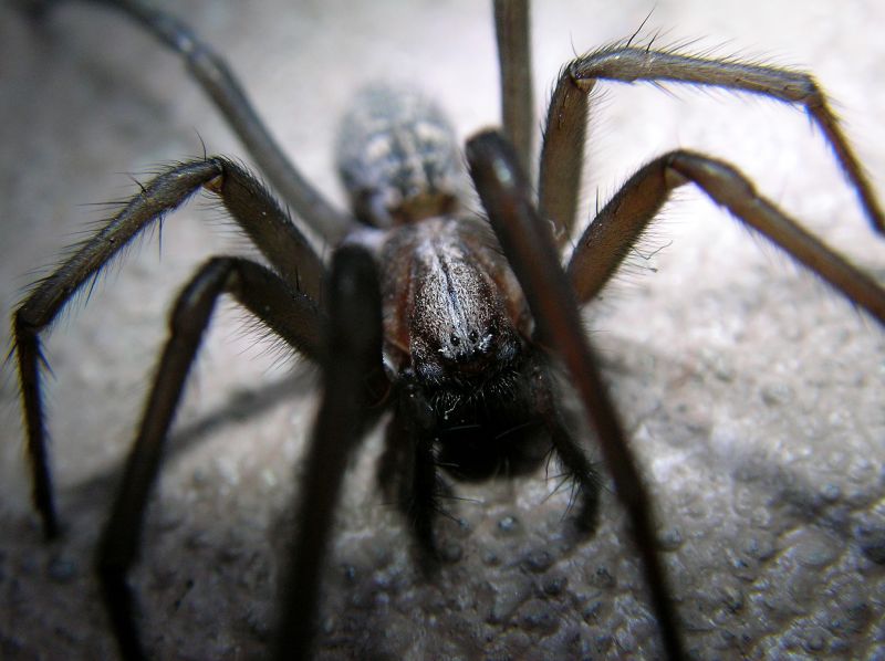 Trapdoor Spider Removal in Frisco, TX