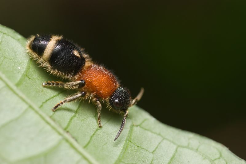 Velvet Ant Extermination in Mckinney, TX