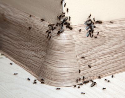 Velvet Ant Extermination in Mckinney, TX