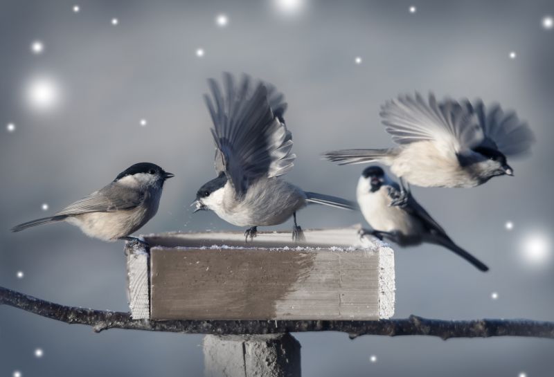 Bird Exclusion Contractors