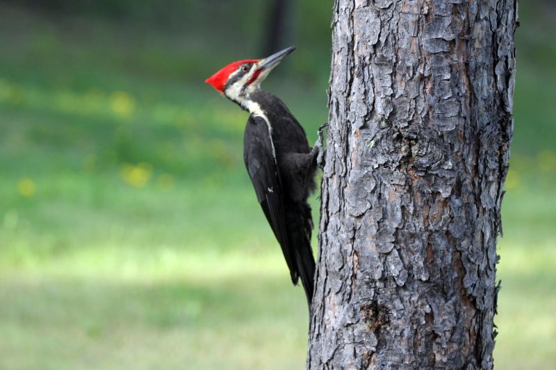 Woodpecker Control