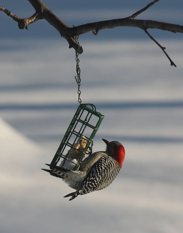 Woodpecker Control