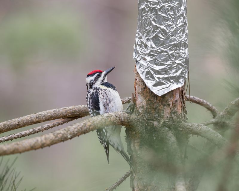 Woodpecker Control