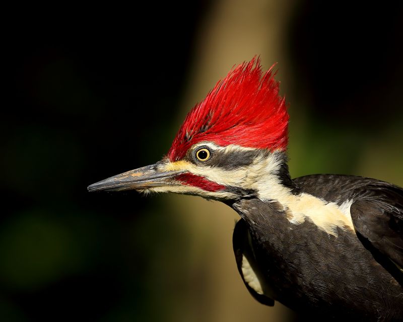 Woodpecker Control