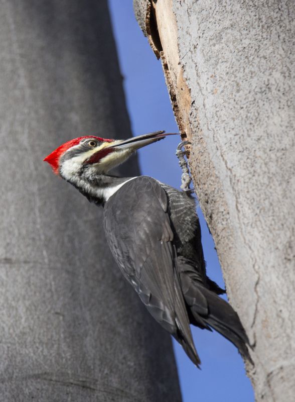 Woodpecker Control