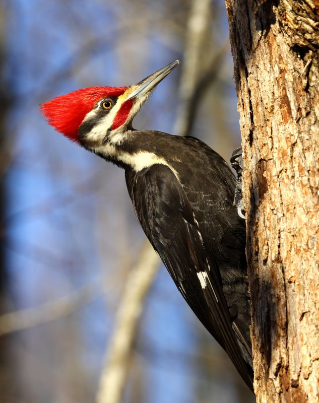 Woodpecker Control