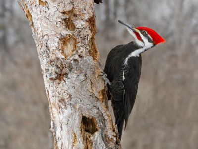 Safeguards landscaping and trees